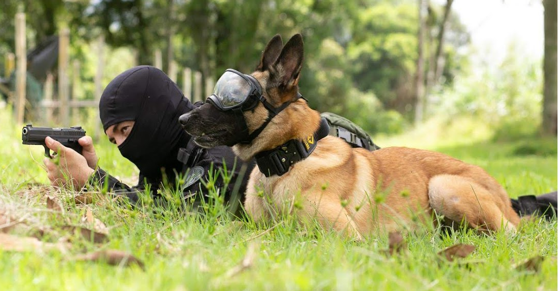 Condução de Cães Policiais